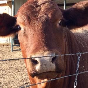 Meet your Posher, Dena